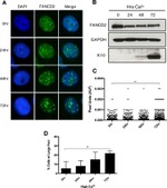 FANCD2 Antibody in Western Blot, Immunocytochemistry (WB, ICC/IF)