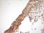 FARSB Antibody in Immunohistochemistry (Paraffin) (IHC (P))