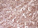 FARSB Antibody in Immunohistochemistry (Paraffin) (IHC (P))