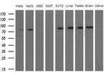 FARSB Antibody in Western Blot (WB)