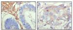 Fibulin 5 Antibody in Immunohistochemistry (Paraffin) (IHC (P))