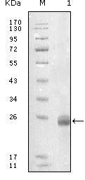 Fibulin 5 Antibody in Western Blot (WB)