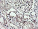 FBXO42 Antibody in Immunohistochemistry (Paraffin) (IHC (P))