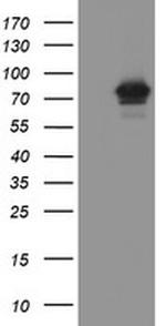 FBXO42 Antibody in Western Blot (WB)