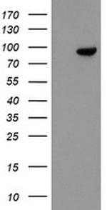 FBXO42 Antibody in Western Blot (WB)