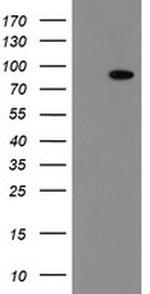 FBXO42 Antibody in Western Blot (WB)