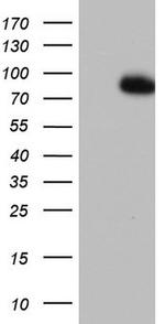 FBXW7 Antibody in Western Blot (WB)