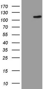 FBXW7 Antibody in Western Blot (WB)