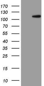 FBXW7 Antibody in Western Blot (WB)