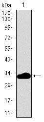 FceR1 alpha Antibody in Western Blot (WB)