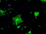 FCGR2A Antibody in Immunocytochemistry (ICC/IF)