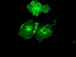 FCGR2A Antibody in Immunocytochemistry (ICC/IF)