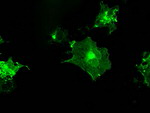 FCGR2A Antibody in Immunocytochemistry (ICC/IF)