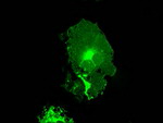 FCGR2A Antibody in Immunocytochemistry (ICC/IF)