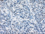 FCGR2A Antibody in Immunohistochemistry (Paraffin) (IHC (P))