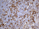 FCGR2A Antibody in Immunohistochemistry (Paraffin) (IHC (P))