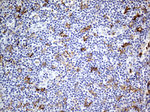 FCGR2A Antibody in Immunohistochemistry (Paraffin) (IHC (P))