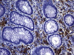 FCGR2A Antibody in Immunohistochemistry (Paraffin) (IHC (P))