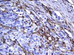 FCGR2A Antibody in Immunohistochemistry (Paraffin) (IHC (P))