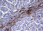 FCGR2A Antibody in Immunohistochemistry (Paraffin) (IHC (P))