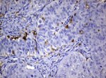 FCGR2A Antibody in Immunohistochemistry (Paraffin) (IHC (P))