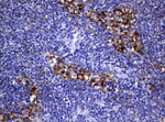 FCGR2A Antibody in Immunohistochemistry (Paraffin) (IHC (P))