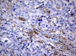 FCGR2A Antibody in Immunohistochemistry (Paraffin) (IHC (P))