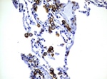 FCGR2A Antibody in Immunohistochemistry (Paraffin) (IHC (P))