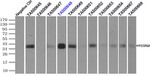 FCGR2A Antibody in Immunoprecipitation (IP)