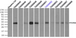 FCGR2A Antibody in Immunoprecipitation (IP)