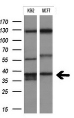 FCGR2A Antibody in Western Blot (WB)