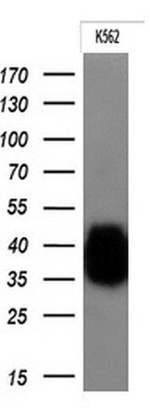 FCGR2A Antibody in Western Blot (WB)