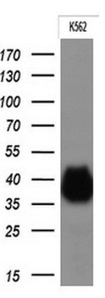 FCGR2A Antibody in Western Blot (WB)