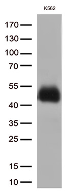 FCGR2A Antibody in Western Blot (WB)