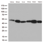 FCGR2A Antibody in Western Blot (WB)