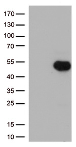 FCGR2A Antibody in Western Blot (WB)