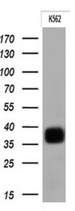 FCGR2A Antibody in Western Blot (WB)