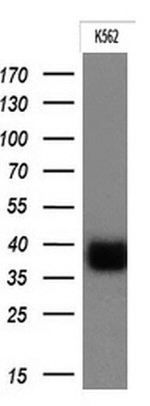 FCGR2A Antibody in Western Blot (WB)