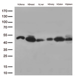 FCGR2A Antibody in Western Blot (WB)