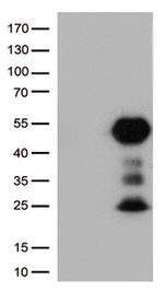 FCGR2A Antibody in Western Blot (WB)