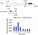 FCP1 Antibody in ChIP Assay (ChIP)