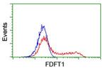 FDFT1 Antibody in Flow Cytometry (Flow)