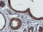 FDFT1 Antibody in Immunohistochemistry (Paraffin) (IHC (P))