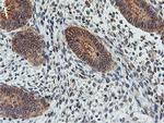 FDFT1 Antibody in Immunohistochemistry (Paraffin) (IHC (P))