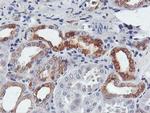 FDFT1 Antibody in Immunohistochemistry (Paraffin) (IHC (P))