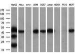 FDFT1 Antibody in Western Blot (WB)