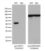 FDFT1 Antibody in Western Blot (WB)