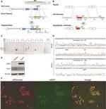 eGFP Antibody in Western Blot (WB)