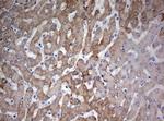 FEN1 Antibody in Immunohistochemistry (Paraffin) (IHC (P))