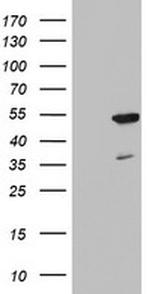 FEN1 Antibody in Western Blot (WB)